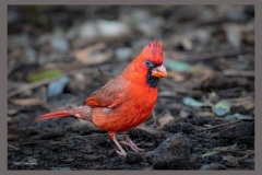 cardinal-5197