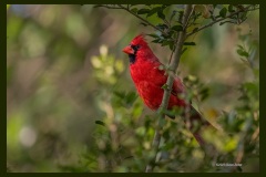 cardinal-8752