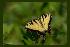 eastern-tiger-swallowtail-0331