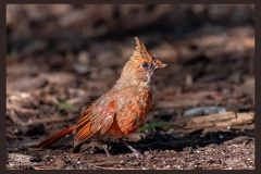 female-cardinal-1721