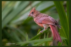 female-cardinal-1748