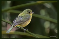 female-painted-bunting-8394