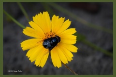 flower-bug-0338