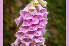 foxglove-6448