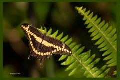 giant-swallowtail-butterfly-8788