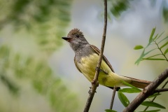 great-crested-flycatcher-0354