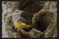 great-crested-flycatcher-422