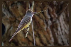 greater-crested-flycatcher-0302