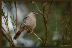 grey-catbird-2589