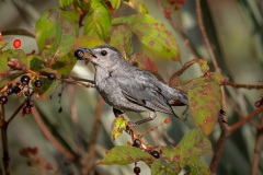 grey-catbird-4142