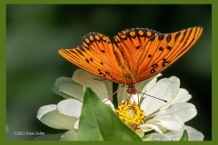 gulf-fritillary-butterfly-1114