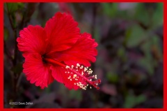 hibiscus-5925