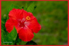 hibiscus-6197