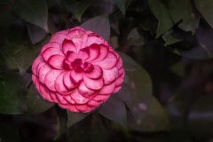 japanese-camellia-4196