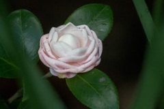 japanese-camellia-4210