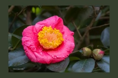 japanese-camellia-5107