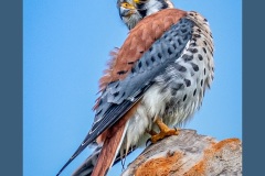 kestrel-0929