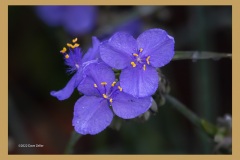 ohio-spiderwort-6052