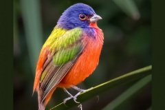 painted-bunting-5234