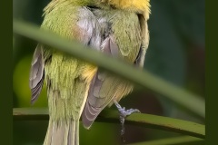 painted-bunting-female-5202