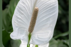 peace-lily-6166