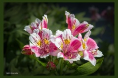 peruvian-lily-7462