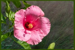 pink-hibiscus-7856