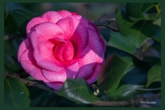 ros-camellia-5116