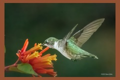 ruby-throated-hummingbird-3239