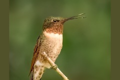 ruby-throated-hummingbird-3267