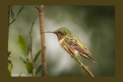 ruby-throated-hummingbird-3281