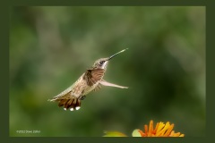 ruby-throated-hummingbird-3335