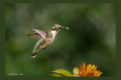 ruby-throated-hummingbird-3337