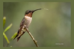 ruby-throated-hummingbird-3345