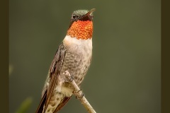 ruby-throated-hummingbird-3353