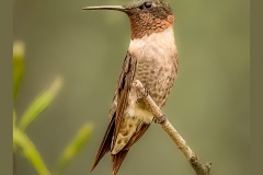 ruby-throated-hummingbird-3364