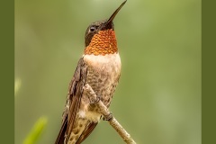 ruby-throated-hummingbird-3368