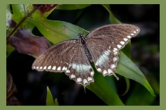 spicebush-swallowtail-butterfly-6098