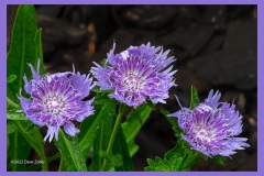 stokesia-6602