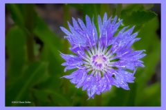 stokesia-6607