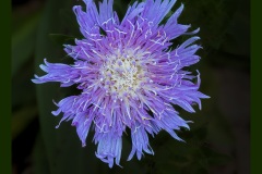 stokesia-daisy-7465