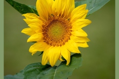 sunflower-5517-2