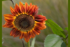 sunflower-5540-2-