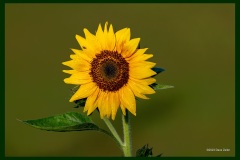 sunflower-8744