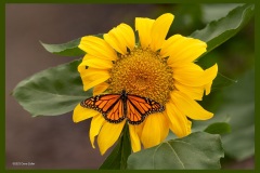 sunflower-butterfly-9612