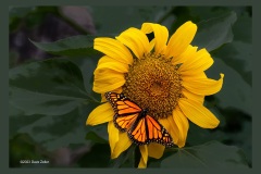 sunflower-monarch-butterfly-7612