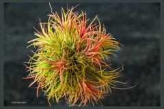 tillandsia-ionantha-air-plant-5086