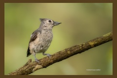 tufted-titmouse-2552