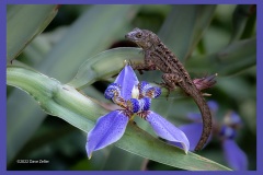 walking-iris-brown-anole-6180