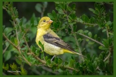 western-tanager-3559